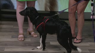 This week's Furry Friend is Denver, the puppy!