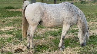 Horse Shittingbeautiful Horse Shit