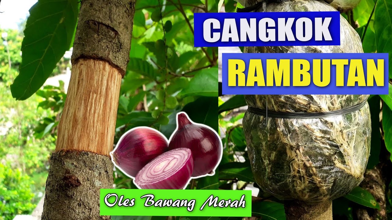 CARA MENCANGKOK RAMBUTAN BATANG BESAR, ANTI GAGAL