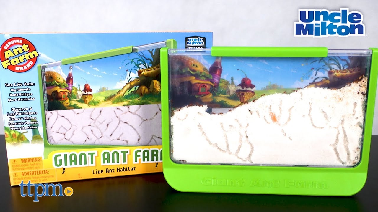 Large Viewing Area Care for Live Ants Uncle Milton Giant Ant Farm Nature 