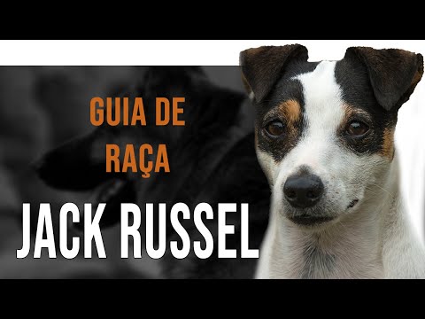 Vídeo: Jack Russell Terrier: Fatos Interessantes, Vantagens E Desvantagens Da Raça