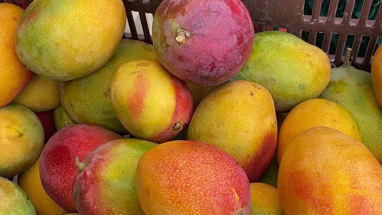 Mango Paraiso - YouTube