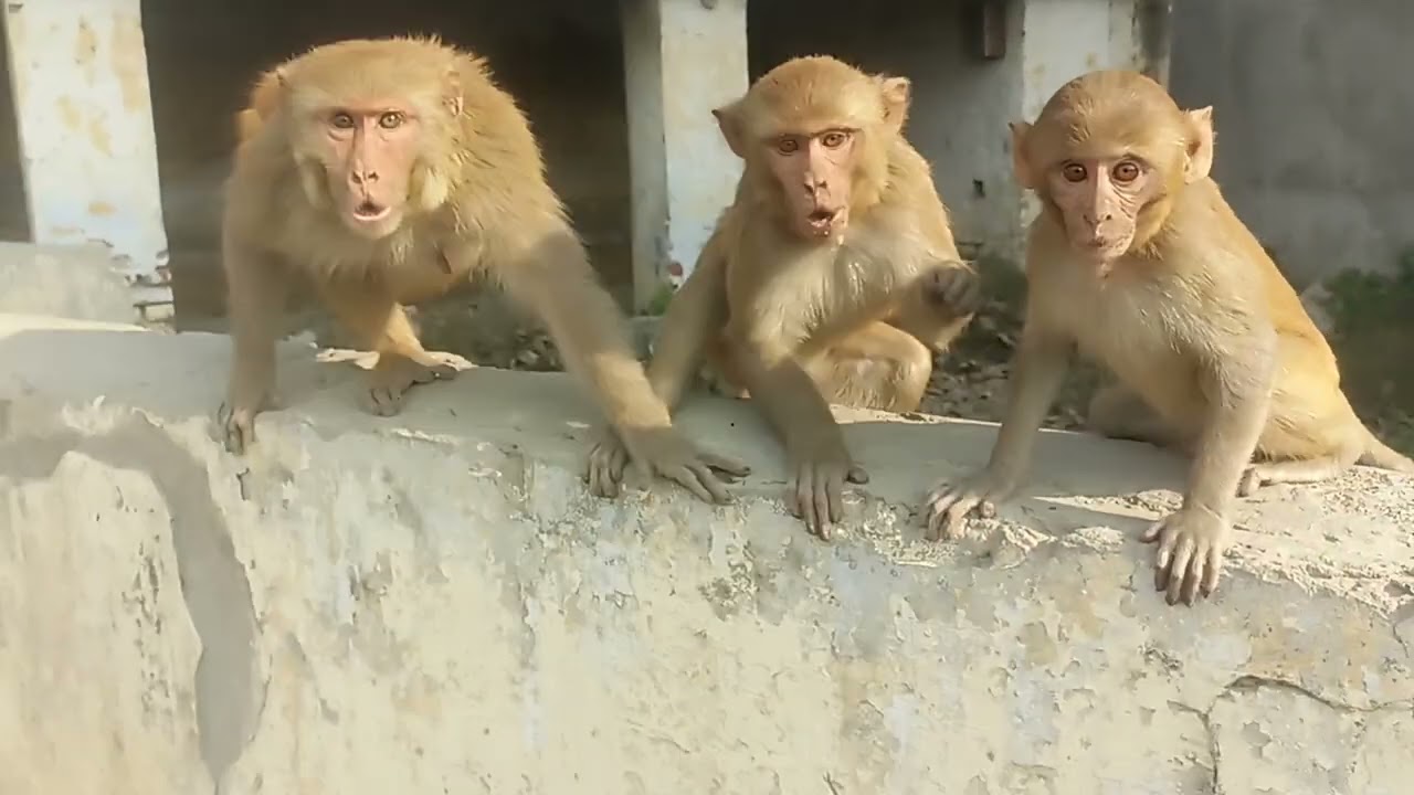 My mini blog  24 🐒🌴🥰 #monkey #monkeyvideo #funny