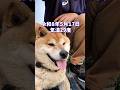 レオくんに試練の季節が☀️#柴犬 #柴犬さん #柴犬レオ #柴犬大好き