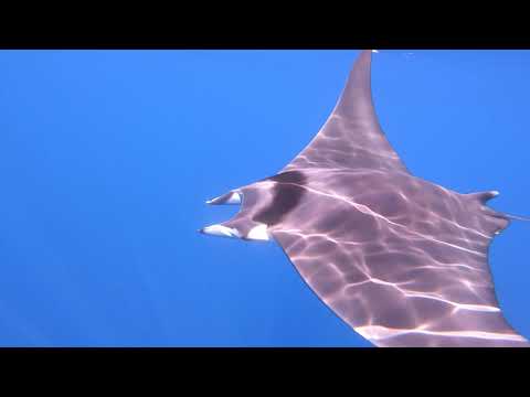 Freediving with a Manta in Croatia