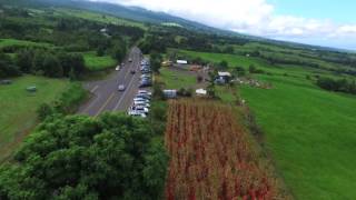 Kula Pumpkin Patch by drone