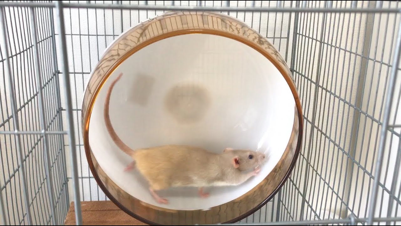 ファンシーラット みんな回し車 癒されるから買った方がいい Youtube