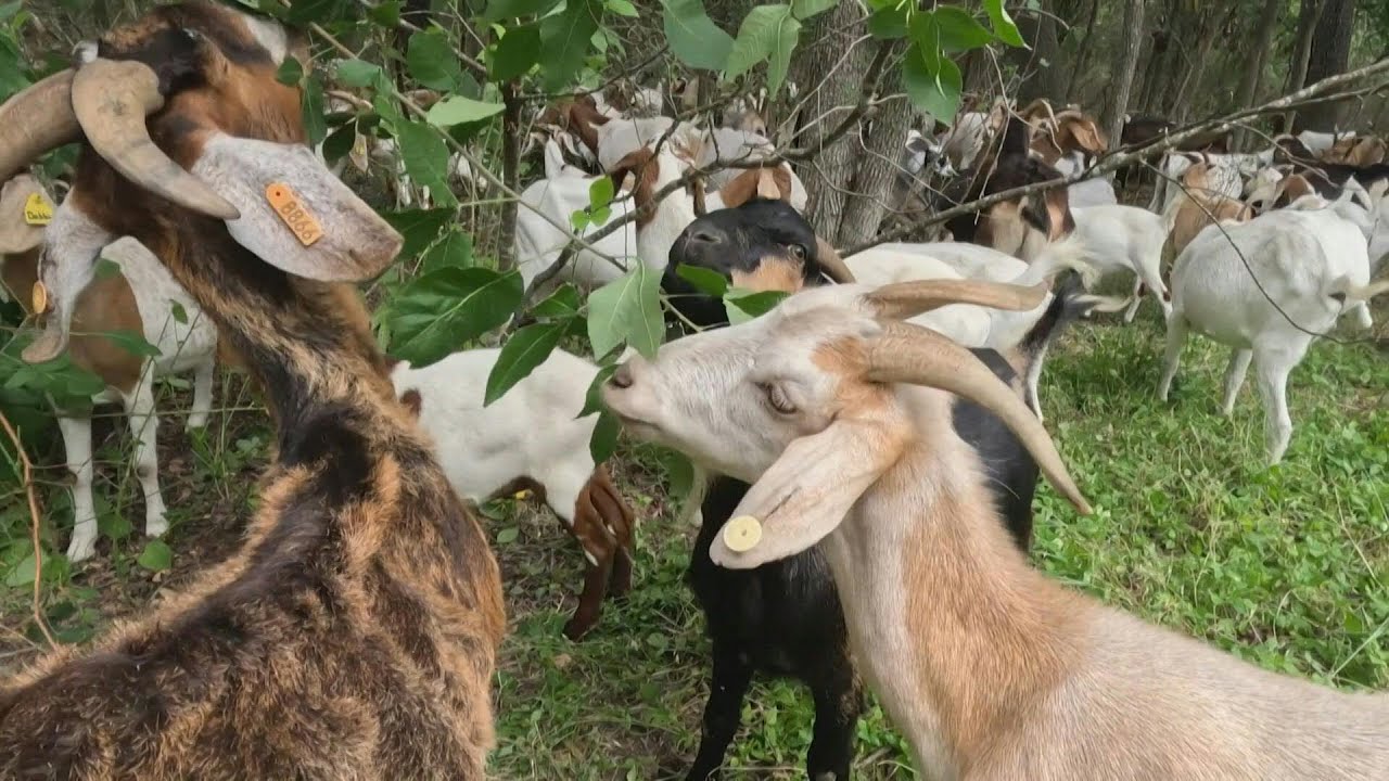 ¿Creció la maleza? El "escuadrón cabra" sale al rescate en EEUU AFP