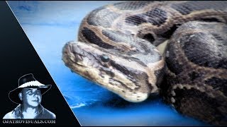 Aggressive Pythons 07 Footage