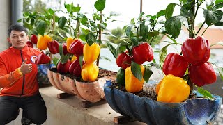 How To Grow Bell Peppers Easily Without Needing Fertilizer And Yielding A Hundred Times More by Gardening Recipes 5,260 views 1 month ago 10 minutes, 36 seconds