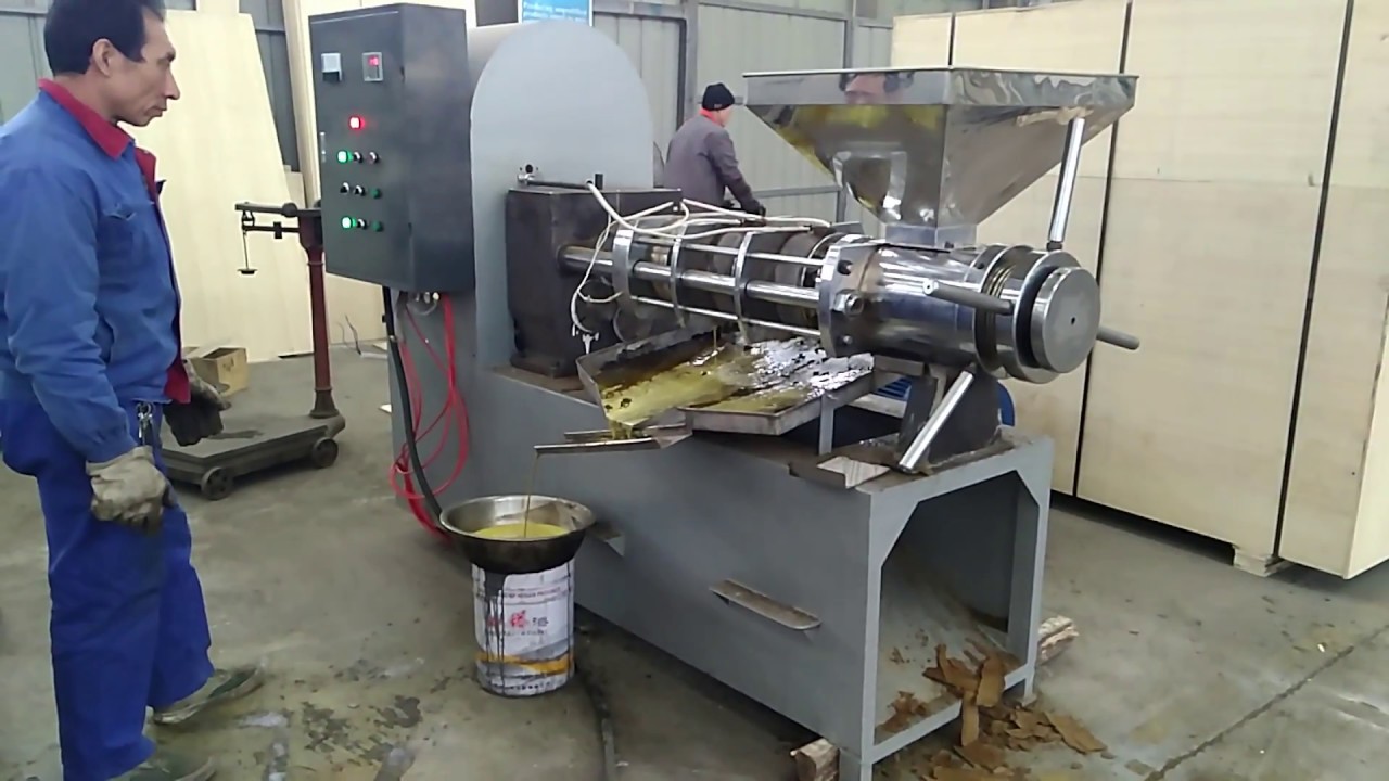 Canola seeds with oil press machine YouTube