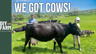 GETTING A HOUSE COW - Collecting our new Rare Breed Cows 🐄