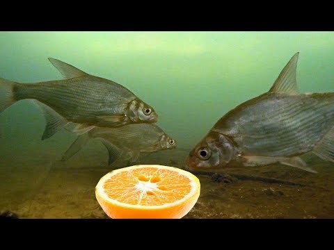 Реакция рыбы на апельсин! Лещ, окунь, плотва. Подводная съемка