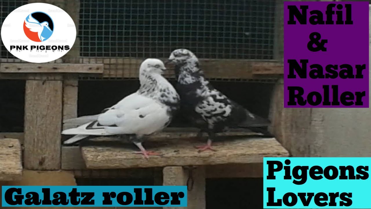 The Galatz Roller | Indian breeding Roller | Birmingham Roller