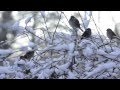 Miniature de la vidéo de la chanson Tombe La Neige