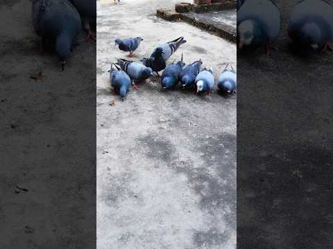 pigeon Masti time #shorts #youtubeshorts #trending #youtube #funnyvideos #love #fyp