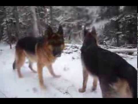 German Shepherds~ Nellie's  first snow