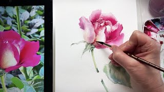 картинка: Роза🌹Мастер-класс /акварель 