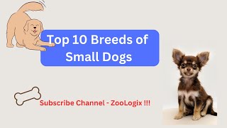 Top 10 smallest breeds of Dogs | Best Small Dog Breeds