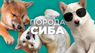 Все о породе СИБА ИНУ  Плюсы и минусы, уход, характер, отзывы, поведение, дрессировка, история