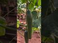 Invictus f1 hybrid cucumber from sakata seed  agriculture cucumberharvest farmingafrica