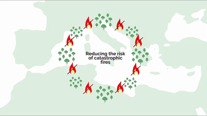 Fighting catastrophic forest fires: a new vision - DayDayNews