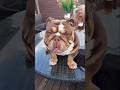 Gary Was Been A Good Boy While We Are Away рџ Ј Bulldog Englishbulldog Trending Gary Was Been A Good Boy While We Are Away рџ Ј Bulldog Englishbulldog Trending