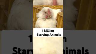 1 Million Starving Animals