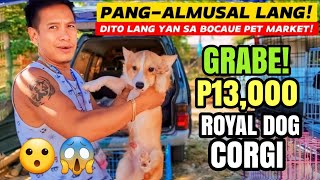 GRABE TO! PINAKAMURANG CORGI! PANG-ALMUSAL LANG NG SELLER! DITO LANG YAN SA BOCAUE PET MARKET by Nanay Karen & Tatay Chester Vlogs 6,972 views 1 month ago 20 minutes