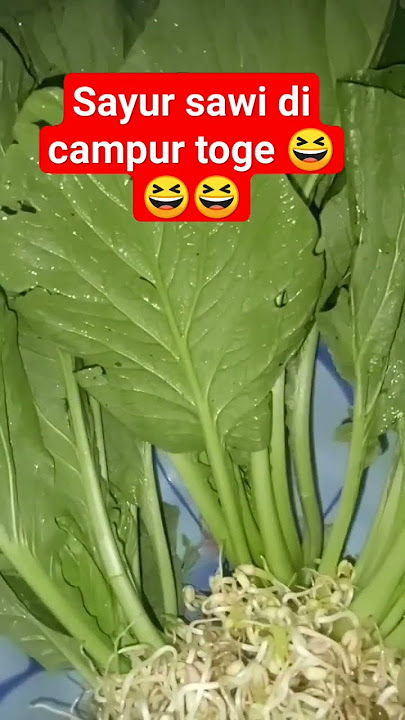 sayur sawi dan toge #makananrumahan