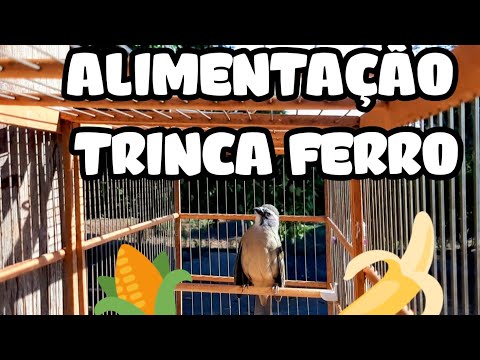 MELHORES VERDURAS LEGUMES E FRUTAS PARA TRINCA FERRO