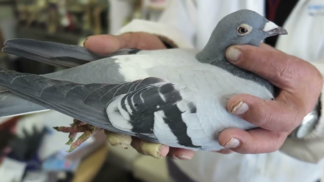 エスポワールロフト　絶対王者ジノクリケ鳩舎ゴールデンキング号×ゴールデンルディ号の孫！！ＨＡＮＡ号！！