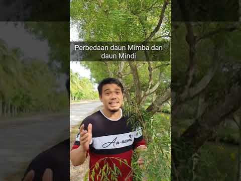 Video: Apakah anjing makan chinaberry?