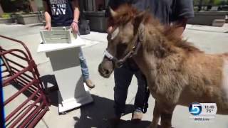 USU Extension baby animal days come to the KSL plaza