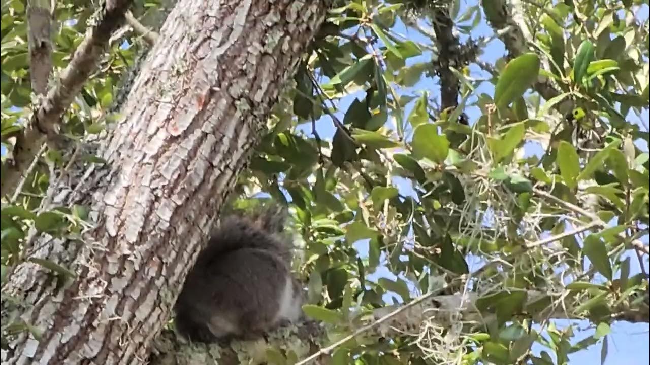 Grey squirrel barking and screeching at the stray cat on the ground. YouTube