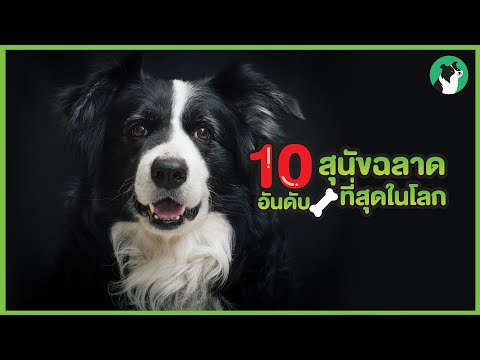 10 สายพันธุ์ สุนัขฉลาดที่สุดโลก !!