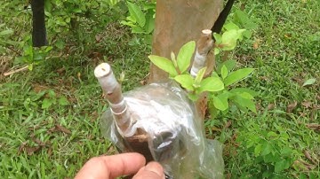 Ghép Ổi Cải Tạo Thành Công Và Review Kết Quả