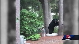 'Buddy the bear' caught on camera visiting Bedford backyards