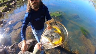 Catching a TIGER TROUT of a LIFETIME!! (He Won’t Fit in the Net!!)