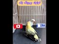 کوتوله یا طوطی برزیلی Lovebird طوطی عروسهلندی خورشیدی ملنگو شاهطوطی Khayyamparrot کاسکو 