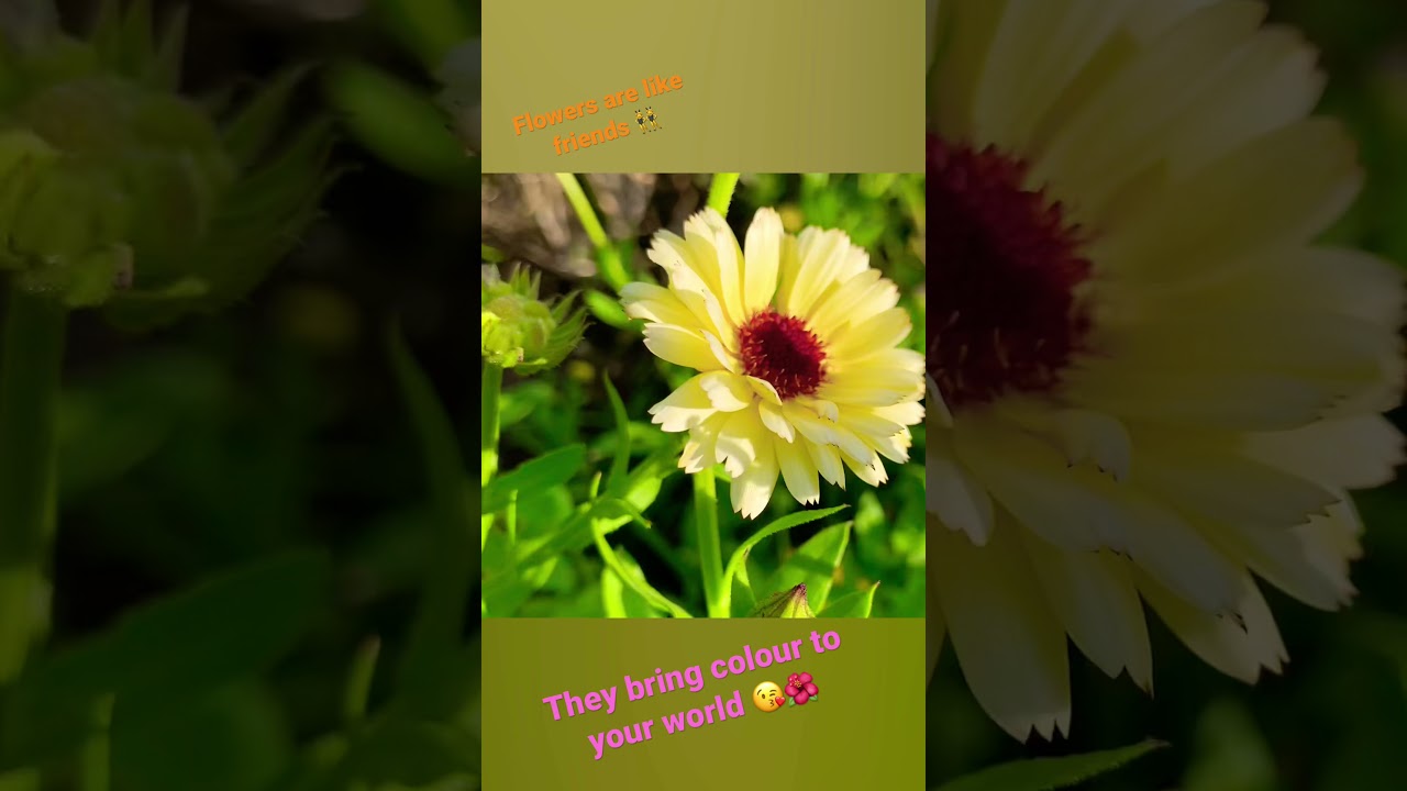 Flowers grow back even after they are stepped on, so will I shorts 