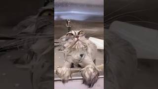 Caturday 🎦 Compilation 😂🐱🐱 #Viral #Funny #Cats #Ytshorts
