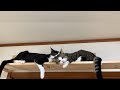 親子ゲンカもかわいい猫に癒される