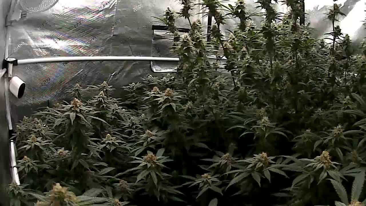 2/20/2021Daily Update DAY 45 OF FLOWER Indoor Cannabis Grow