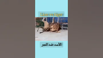 الأسد ضد النمر Lion Vs Tiger 