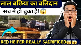 Download Lagu “Temple Institute ने छुपाया सच! लाल बछिया का असली बलिदान हो चुका है 😱” | RED HEIFER SACRIFICED. MP3 Download Lagu “Temple Institute ने छुपाया सच! लाल बछिया का असली बलिदान हो चुका है 😱” | RED HEIFER SACRIFICED. MP3