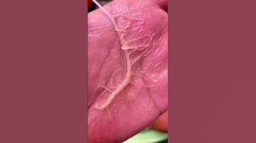 Trùng Bẹ (Hà Su) - Mồi Câu Cá Tráp & Ngát Của Các Ae Dân Câu Miền Nam - Tập 5 #seafishing #fishing