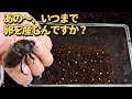卵を産み続ける国産カブトムシがヤバい！