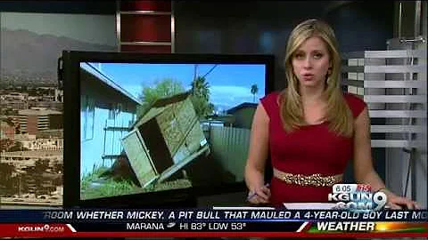 Puppy dies after Killer Bee Attack on Tucson's East Side | Arizona Pest Control