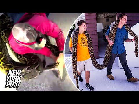 19-foot Burmese python is longest ever caught in Florida: ‘Very chaotic’